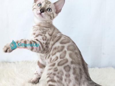 Ava - Bengal - Gallery Photo #1