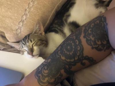 Sapphire - American Shorthair - Gallery Photo #1