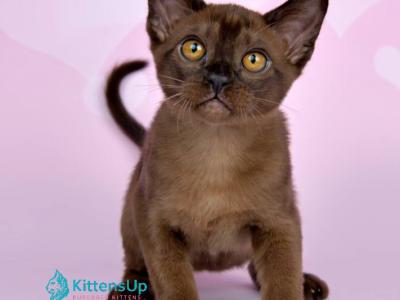 Silvestor - Burmese - Gallery Photo #1