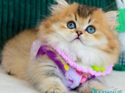 Kasper - Munchkin - Gallery Photo #1