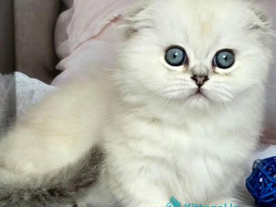 Sapphire - Munchkin - Gallery Photo #1