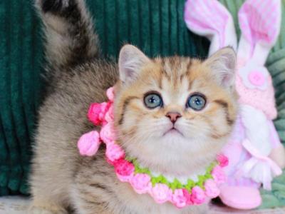 Kiara - Munchkin - Gallery Photo #1