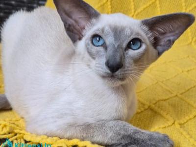 Sonya - Siamese - Gallery Photo #1