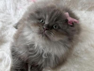 Lady GAGA - Scottish Fold - Gallery Photo #1