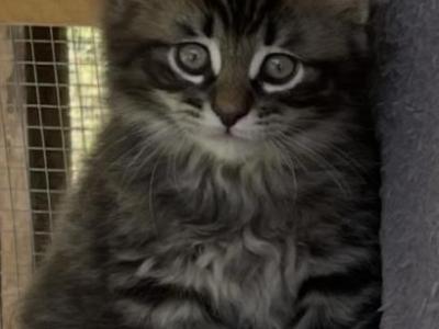 Mystiques Litter - Maine Coon - Gallery Photo #1