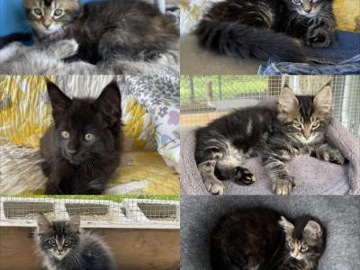 Matayhas Litter - Maine Coon - Gallery Photo #1
