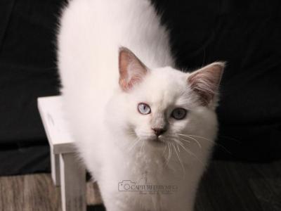 REDUCED Duchess Seraphina - Ragdoll - Gallery Photo #1