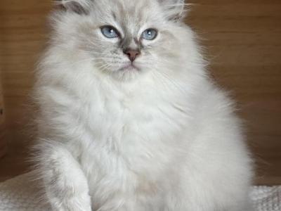 Blue Mitted Lynx Male - Ragdoll - Gallery Photo #1
