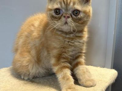 Red Tabby Exotic Shorthair Female - Exotic - Gallery Photo #1