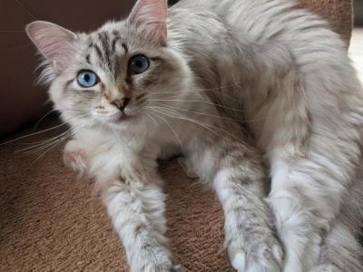 Buckets Seal Lynx Mitted Ragdoll - Ragdoll - Gallery Photo #1