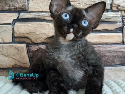 Indigo_ - Devon Rex - Gallery Photo #1