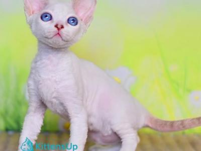 Bonnie - Devon Rex - Gallery Photo #1