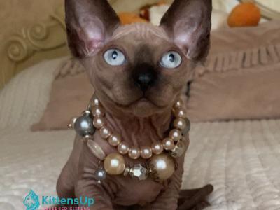 Bastet - Sphynx - Gallery Photo #1