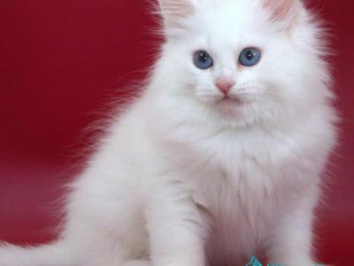George - Siberian - Gallery Photo #1