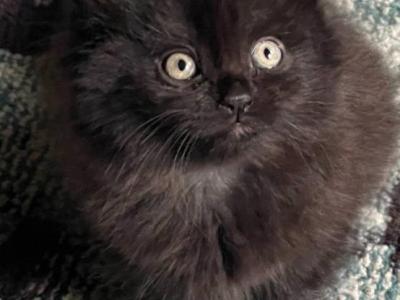 Chorcoal & Chocolate - Himalayan - Gallery Photo #1