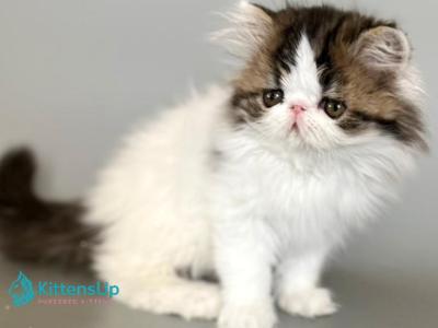 Armani - Persian - Gallery Photo #1