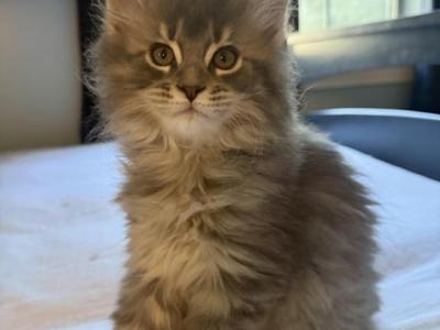 Rosie - Maine Coon - Gallery Photo #1