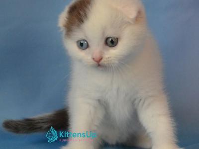 Ronny - Scottish Fold - Gallery Photo #1
