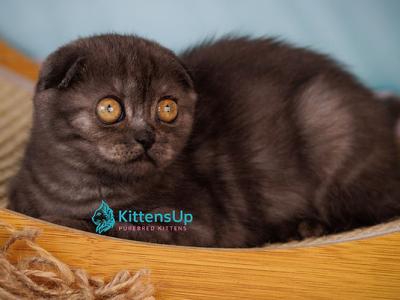 Yesenia - Scottish Fold - Gallery Photo #1