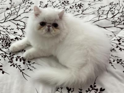 Show Boy - Persian - Gallery Photo #1