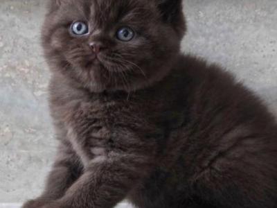 Coco - British Shorthair - Gallery Photo #1