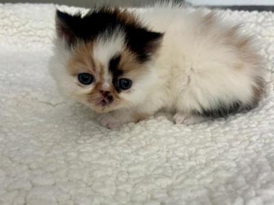 Meesha - Persian - Gallery Photo #1