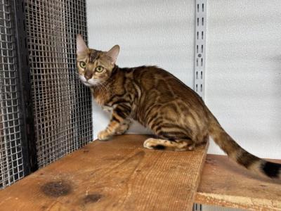 Kalie - Bengal - Gallery Photo #1