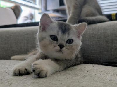 Blakie - British Shorthair - Gallery Photo #1