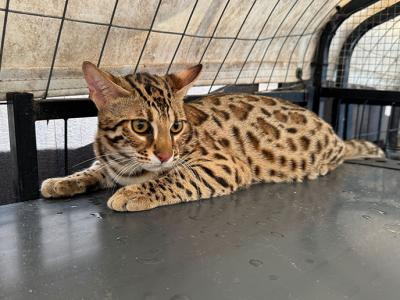 F1 Asian Bengal - Bengal - Gallery Photo #1