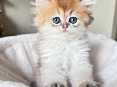 Golden Longhair Chinchilla Kitten LaMajeur Cattery - British Shorthair - Gallery Photo #1