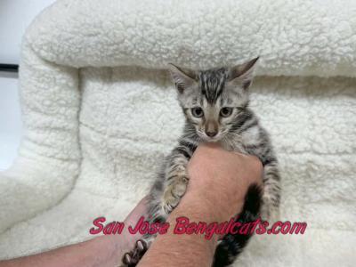 Peach Collar - Bengal - Gallery Photo #1