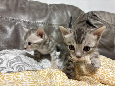Yeti - Bengal - Gallery Photo #1