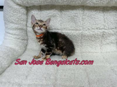 Neon Orange Collar - Bengal - Gallery Photo #1