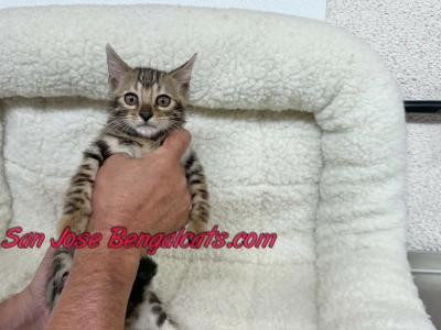 Neon Yellow Collar - Bengal - Gallery Photo #1