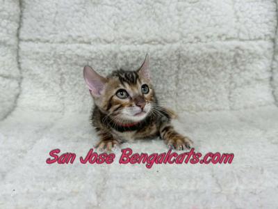 Red Collar - Bengal - Gallery Photo #1