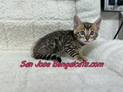 Blue Collar - Bengal - Gallery Photo #1