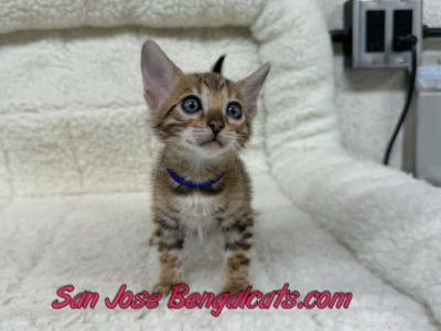 Purple Collar - Bengal - Gallery Photo #1