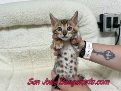 Neon Orange ColIar - Bengal - Gallery Photo #1