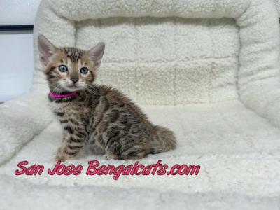 Pink Collared - Bengal - Gallery Photo #1