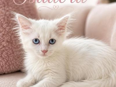 Isadora - Munchkin - Gallery Photo #1