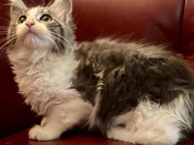 Maine Coon Ragdoll Mix - Maine Coon - Gallery Photo #1