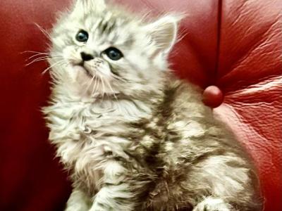 Maine Coon Kittens - Maine Coon - Gallery Photo #1