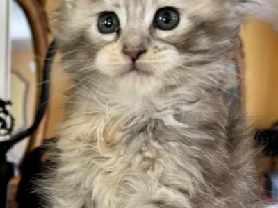 Maine Coon Kittens - Maine Coon - Gallery Photo #1