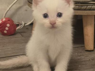 Flame Point Siamese Males - Siamese - Gallery Photo #1