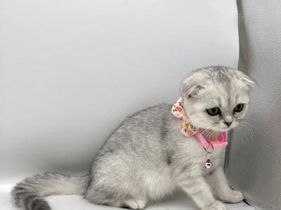 Litter A - Scottish Fold - Gallery Photo #1