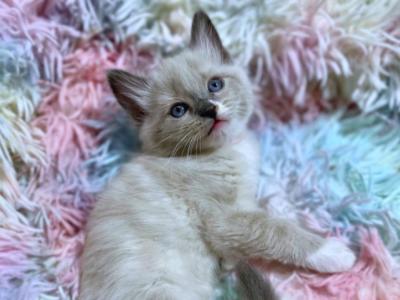 Stormy Girl Ragdoll Kitten - Ragdoll - Gallery Photo #1