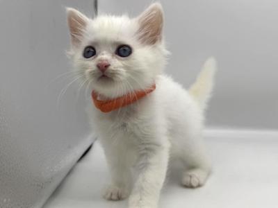 Litter C - Turkish Angora - Gallery Photo #1