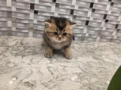 Charlie - Scottish Fold - Gallery Photo #1