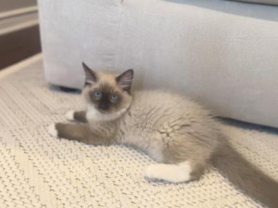 Valentino - Ragdoll - Gallery Photo #1