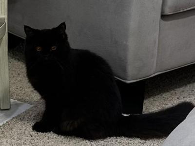 Sweet Black Persian Angel Baby - Persian - Gallery Photo #1